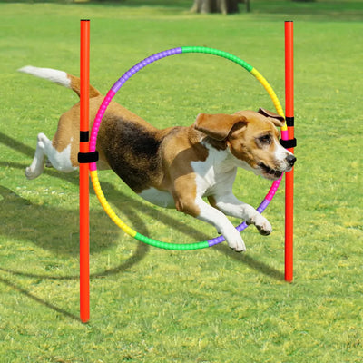 Dog running through a colorful hoop obstacle on a grassy field