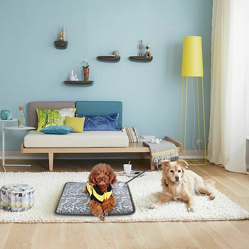Two dogs on a rug in a room