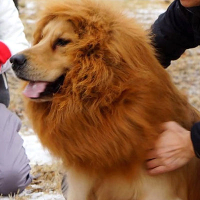 Pet Lion Wig Costume