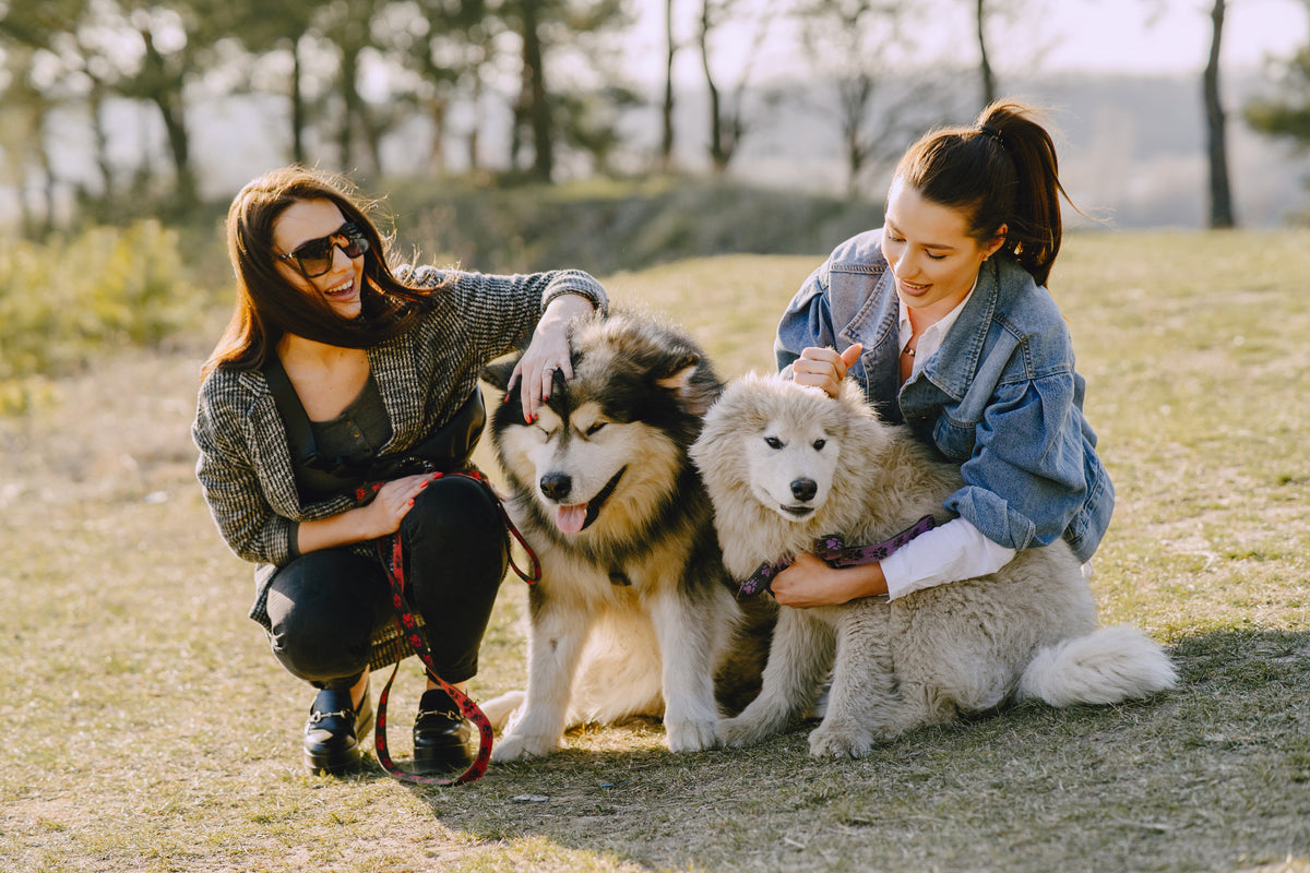 Pet Products