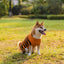 Halloween Pet Sweaters