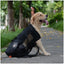 Dog wearing a black backpack outdoors on a path with greenery.