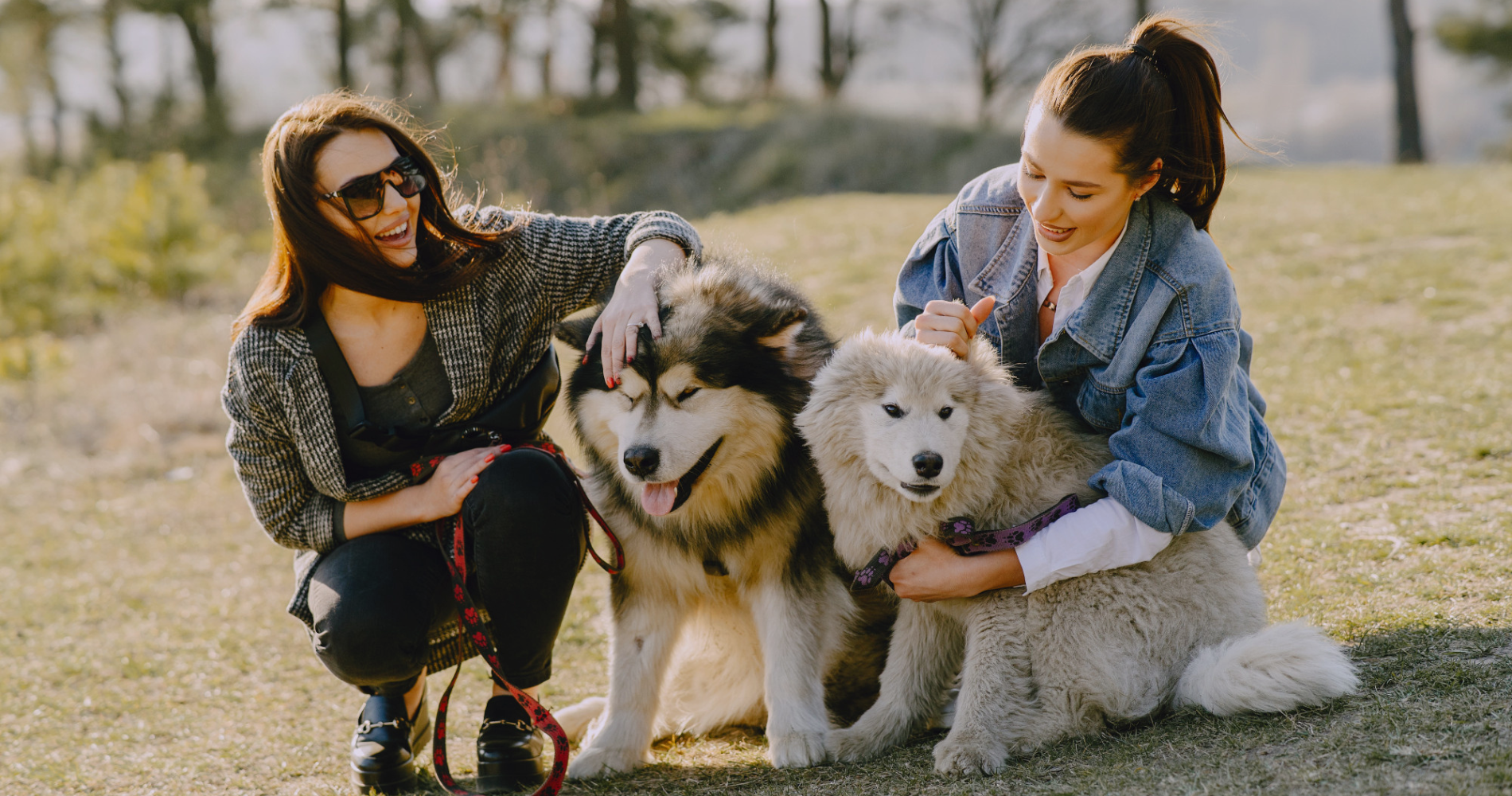Pet Products