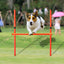 Dog jumping over an agility bar in a park setting