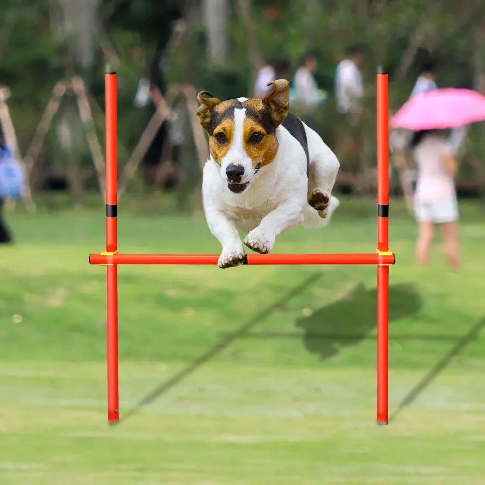 Dog jumping over an agility bar in a park setting