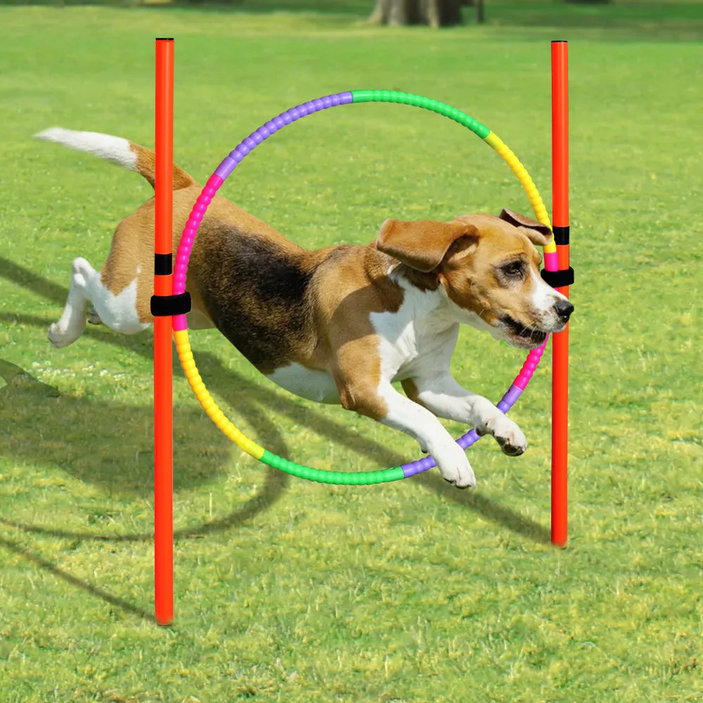 Dog running through a colorful hoop obstacle on a grassy field