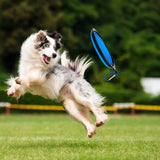 Dog leaping to catch a blue frisbee in an outdoor setting