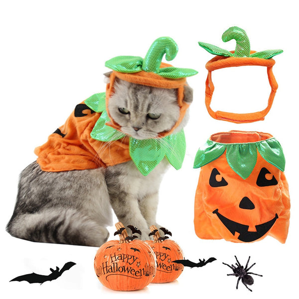 Cat wearing a pumpkin costume with accessories on a white background