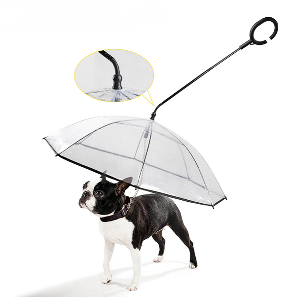 Dog standing under a transparent umbrella with a black handle on a white background