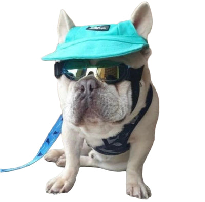Dog wearing a turquoise cap and goggles sitting on a stone surface with a brick wall background