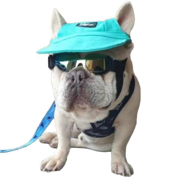 Dog wearing a turquoise cap and goggles sitting on a stone surface with a brick wall background