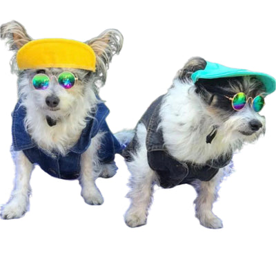 Two dogs wearing colorful hats and sunglasses on a patterned surface.