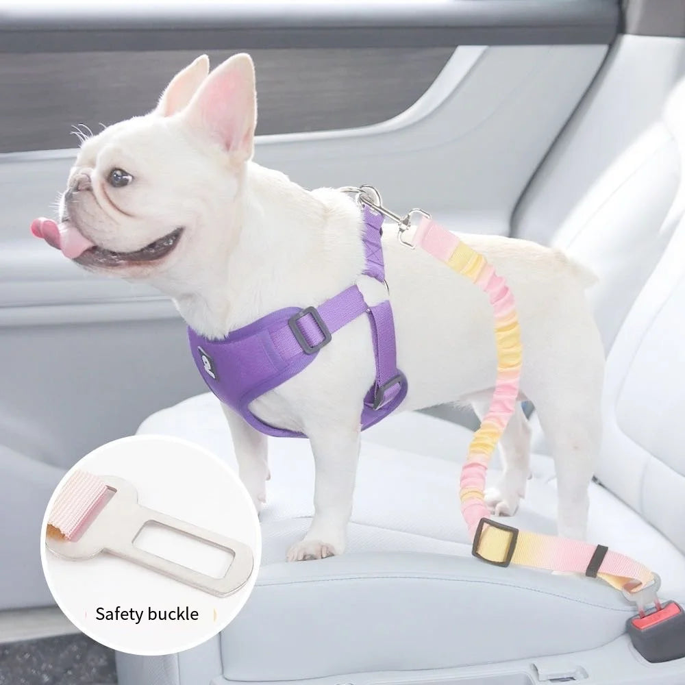 White dog wearing a purple harness with a colorful leash in a car.