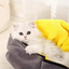 White kitten in a gray and yellow pet carrier on a white couch
