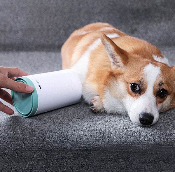 Dog lying on a gray surface with a person holding a white and green container.